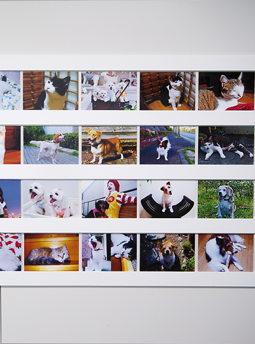 オフィス移転プロジェクト事例 / ライオン商事株式会社 / 動物写真