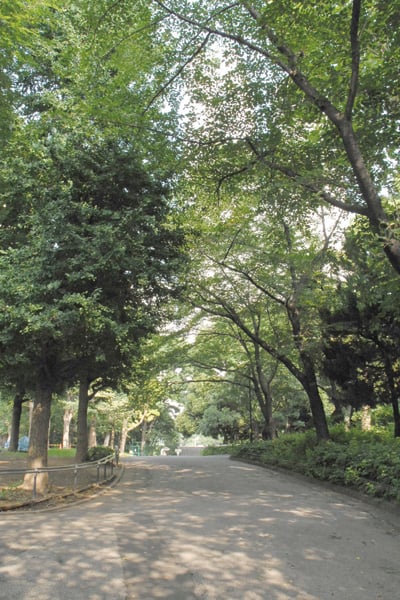 新都心北通りのケヤキ並木